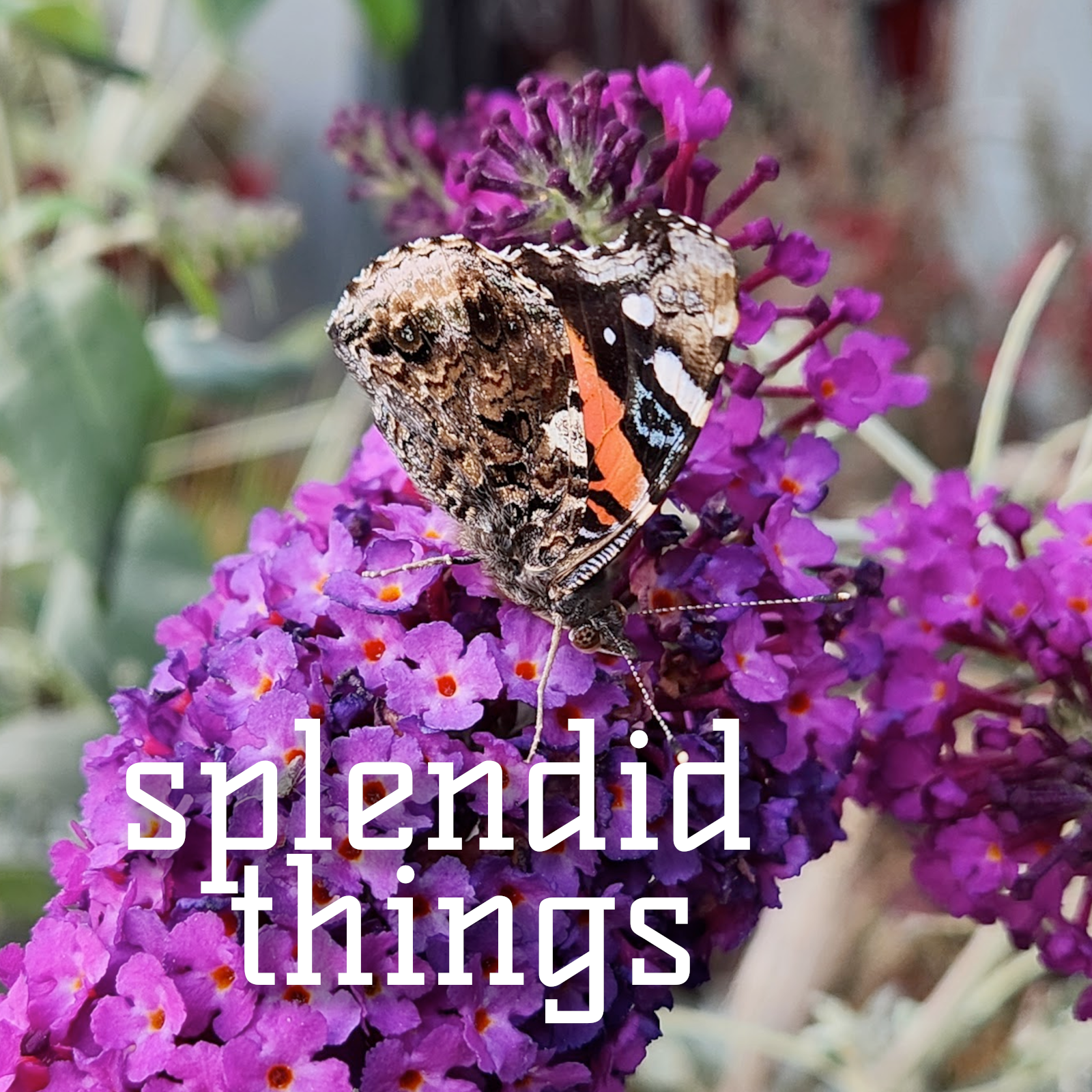 Cover art for splendid things